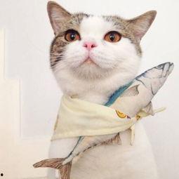 娱乐吃瓜酱桂花猫,揭秘娱乐圈那些不为人知的幕后故事